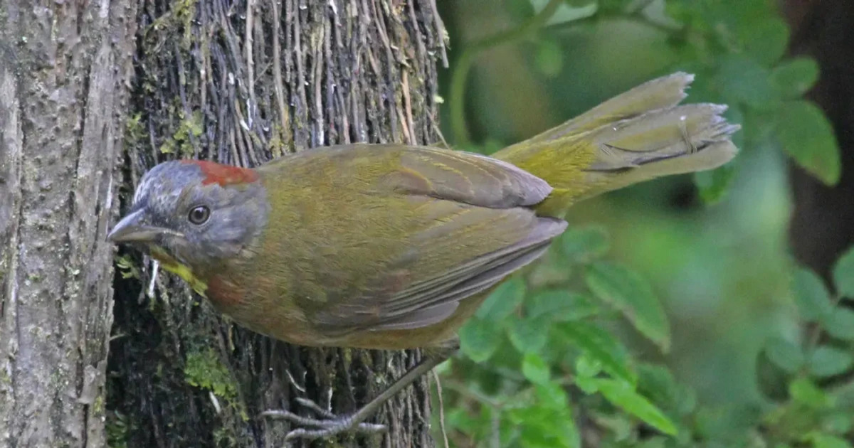 Rahasia Burung Beracun Papua Ditemukan Dagingnya Membakar