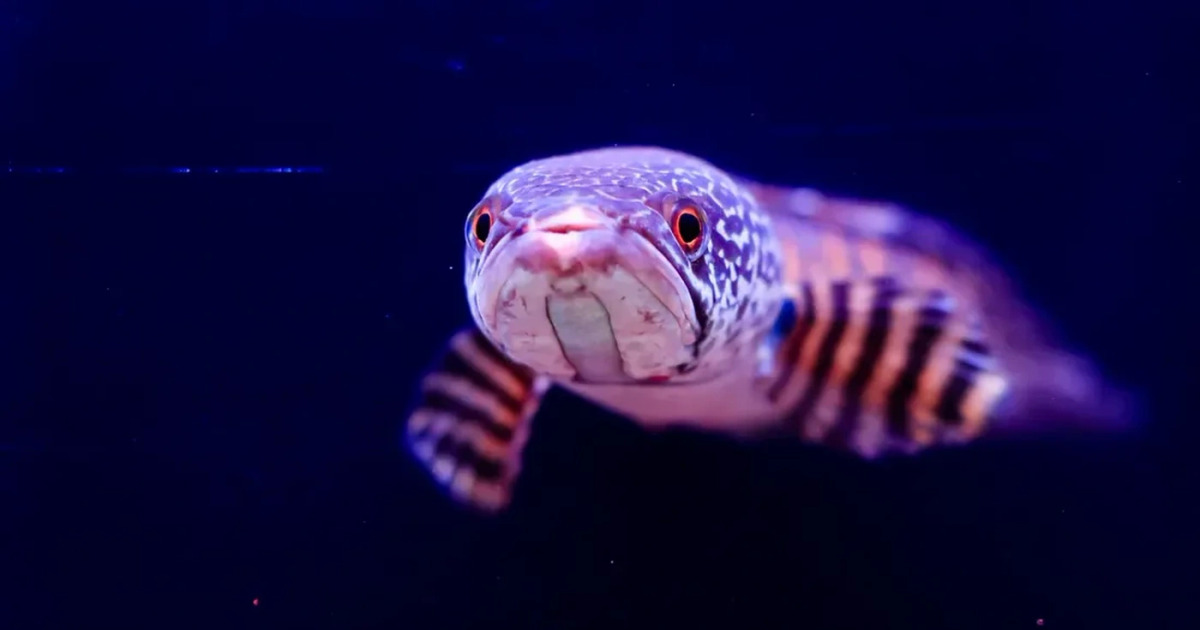 Teror Ikan Gabus Raksasa Mampu Serang Manusia di Air