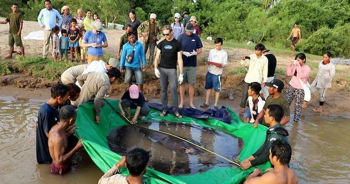TERUNGKAP Lele Raksasa Mekong Muncul Lagi Ilmuwan Kaget