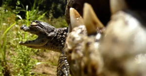 Kamera di Mulut Buaya Ungkap Fakta Tak Terduga Predator