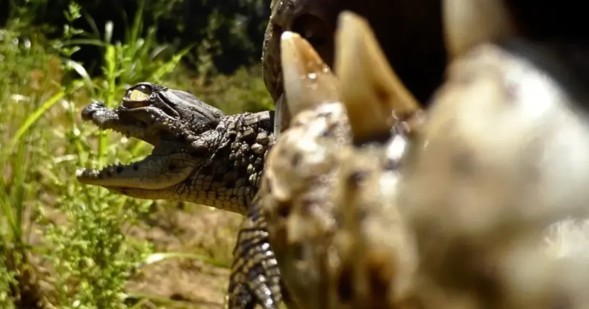 Kamera di Mulut Buaya Ungkap Fakta Tak Terduga Predator