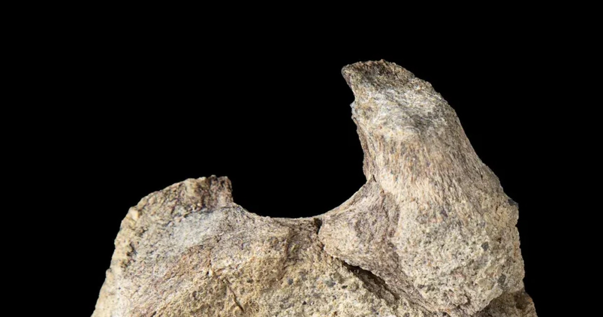 Lama Tersimpan Fosil Antartika Ini Ternyata Dinosaurus Pertama