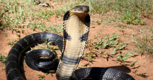 Senjata Biologis King Cobra Membunuh Pawang Hingga Gajah