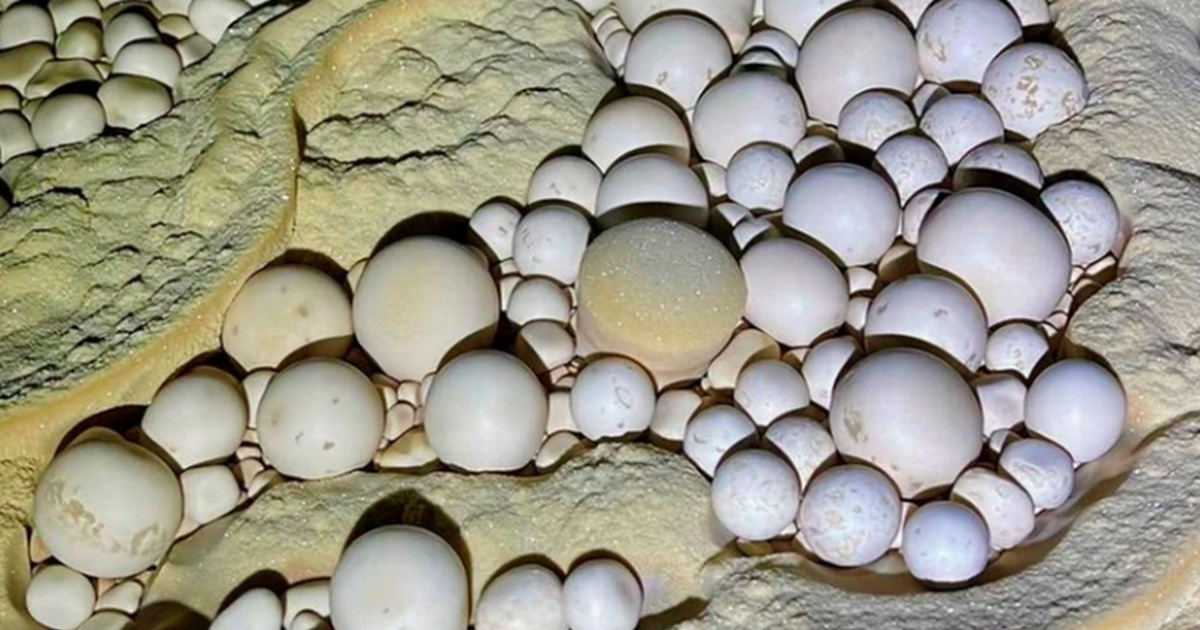 Terungkap Gua Misterius Vietnam Simpan Ribuan Mutiara Langka