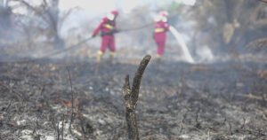 Singkong Tak Disangka Solusi BRIN Hadapi Karhutla Parah